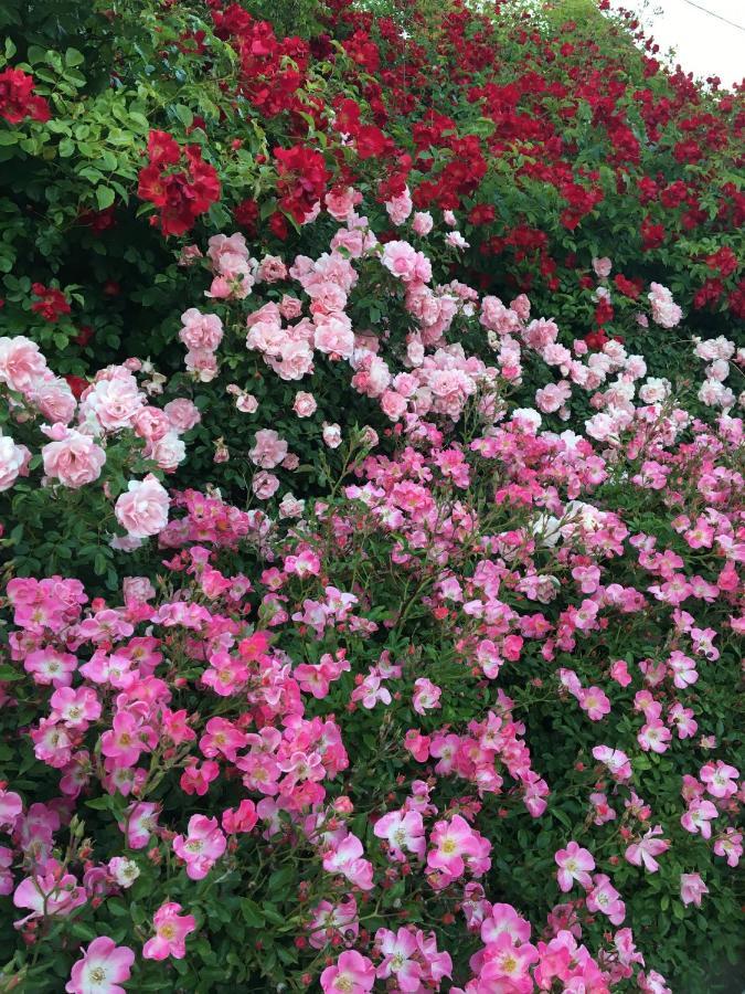 Au Parfum Des Roses Leilighet Gunstett Eksteriør bilde